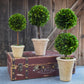 PRESERVED BOXWOOD TOPIARY - DOUBLE BALL - 20 INCH