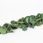 SILVER DOLLAR SEEDED EUCALYPTUS GARLAND - 60 INCH