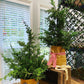 LEYLAND CYPRESS - 24 INCH