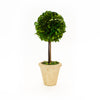 PRESERVED BOXWOOD TOPIARY - SINGLE BALL - 16 INCH