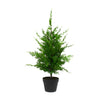 LEYLAND CYPRESS - 36 INCH